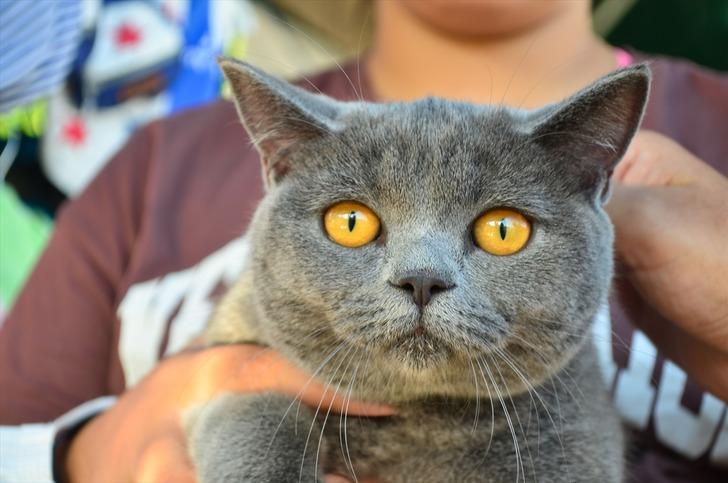 Patifest renkli görüntülere sahne oldu G1