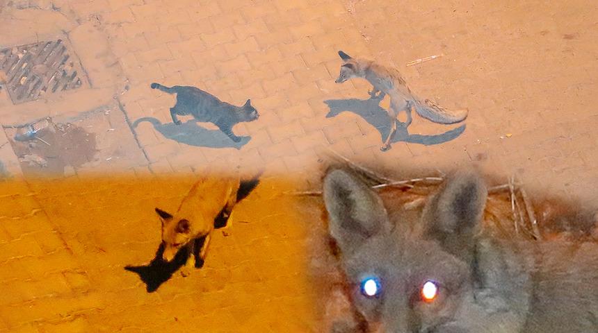 Mardin'de tilkiler kent merkezine indi: Soyları tükenebilir