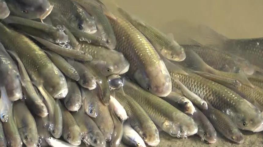 "Balık borsası kurulmalı"