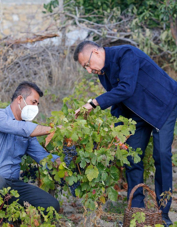 Cumhurbaşkanı Yardımcısı Oktay, memleketi Çekerek'te üzüm hasadına katıldı G1