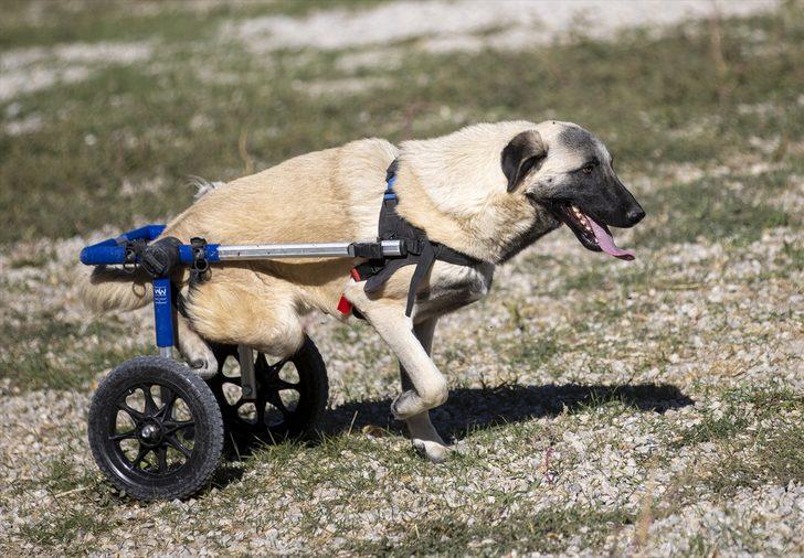 Hayvanseverlerin kurduğu dernek 170 köpeğin sıcak yuvası oldu G1