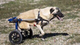 Hayvanseverlerin kurduğu dernek 170 köpeğin sıcak yuvası oldu