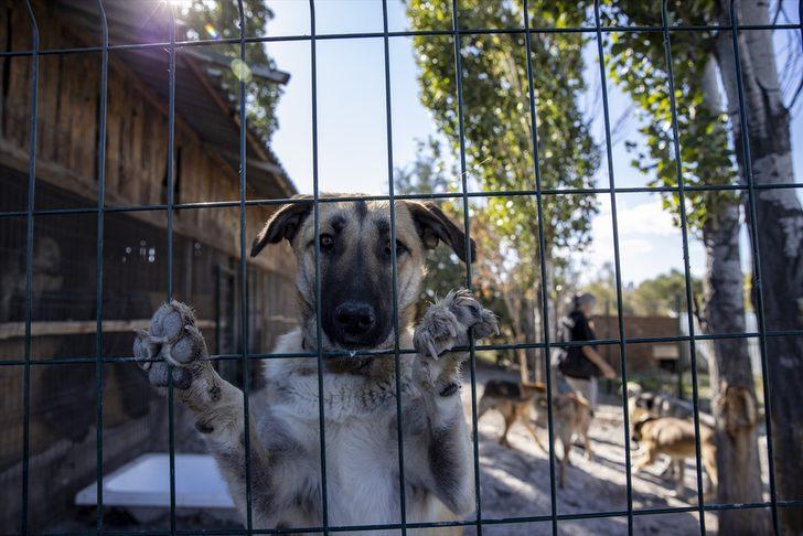 Hayvanseverlerin kurduğu dernek 170 köpeğin sıcak yuvası oldu G4