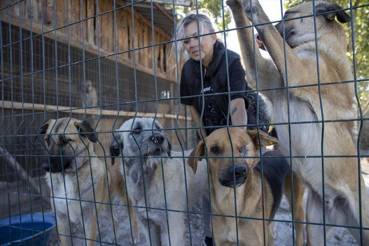 Hayvanseverlerin kurduğu dernek 170 köpeğin sıcak yuvası oldu G5