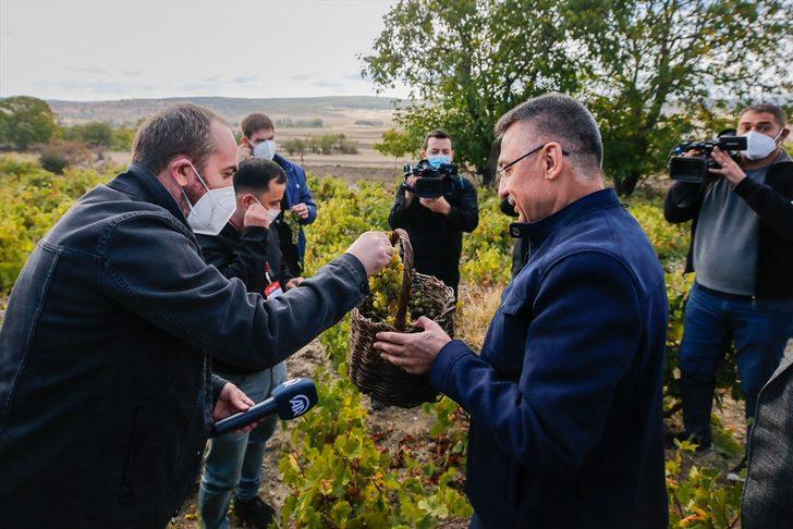 Cumhurbaşkanı Yardımcısı Oktay, memleketi Çekerek'te üzüm hasadına katıldı G4