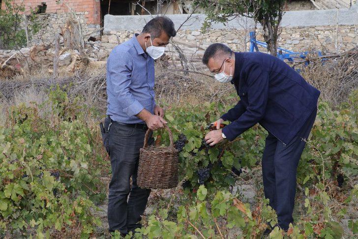 Cumhurbaşkanı Yardımcısı Oktay, memleketi Çekerek'te üzüm hasadına katıldı G5