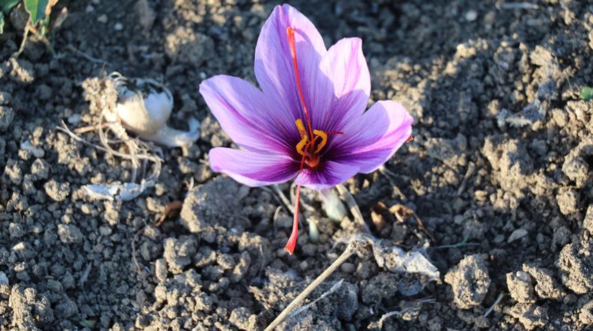 Kilogramı 60 bin TL'den satılıyor! "Mucize bitki" safran çiçek açtı