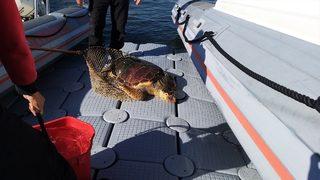 İzmir'de yaralı halde caretta caretta tedaviye alındı