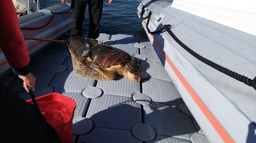 İzmir'de yaralı halde caretta caretta tedaviye alındı