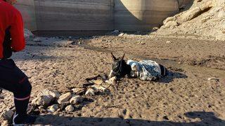 Niğde'de bataklığa saplanan eşek kurtarıldı