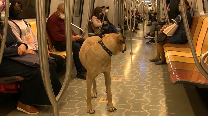 Mikroçiple takip ediliyor! Boji 1 günde 29 durak gezdi