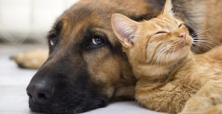 4 Ekim Hayvanları Koruma Günü mesajları ve sözleri! En anlamlı Hayvanları Koruma Günü mesajları... G1