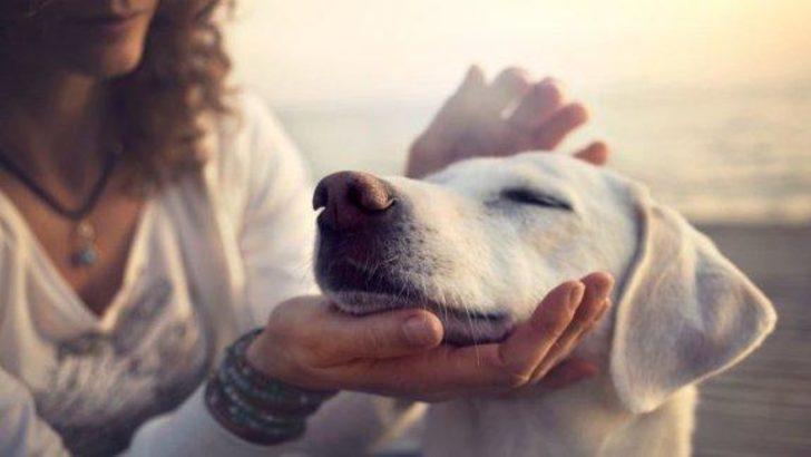 4 Ekim Hayvanları Koruma Günü mesajları ve sözleri! En anlamlı Hayvanları Koruma Günü mesajları... G2