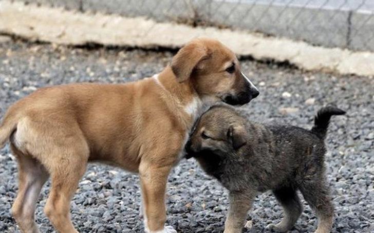 4 Ekim Hayvanları Koruma Günü mesajları ve sözleri! En anlamlı Hayvanları Koruma Günü mesajları... G3