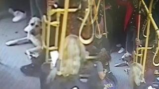 İki kıtayı dolaşıyor: Boji bu kez Ataşehir otobüsüne bindi! 