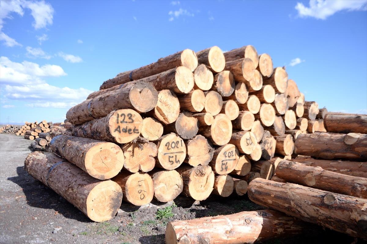 Ardahan'da yaşını doldurmuş sarı&ccedil;amlar ekonomiye kazandırılıyor