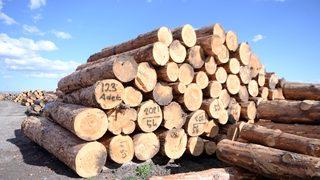 Ardahan'da yaşını doldurmuş sarıçamlar ekonomiye kazandırılıyor