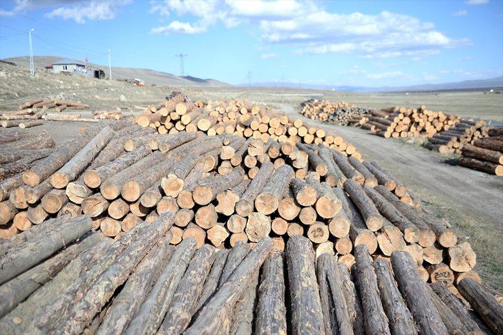 Ardahan'da yaşını doldurmuş sarıçamlar ekonomiye kazandırılıyor G2