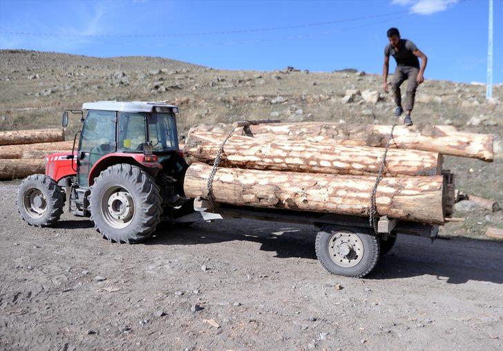Ardahan'da yaşını doldurmuş sarıçamlar ekonomiye kazandırılıyor G3