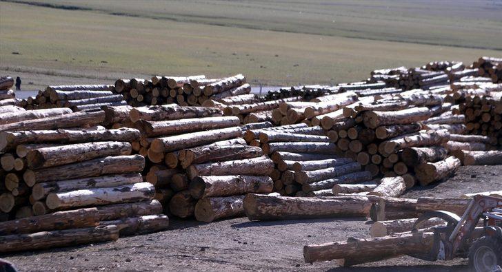 Ardahan'da yaşını doldurmuş sarıçamlar ekonomiye kazandırılıyor G4