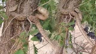 2 metrelik yılan paniği! Görünce ne yapacağını şaşırdı