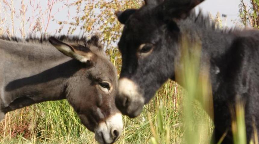 O ne bir at ne de bir eşek! Türkiye’de nadir bilinen melez hayvan: Bardo