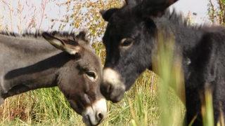O ne bir at ne de bir eşek! Türkiye’de nadir bilinen melez hayvan: Bardo