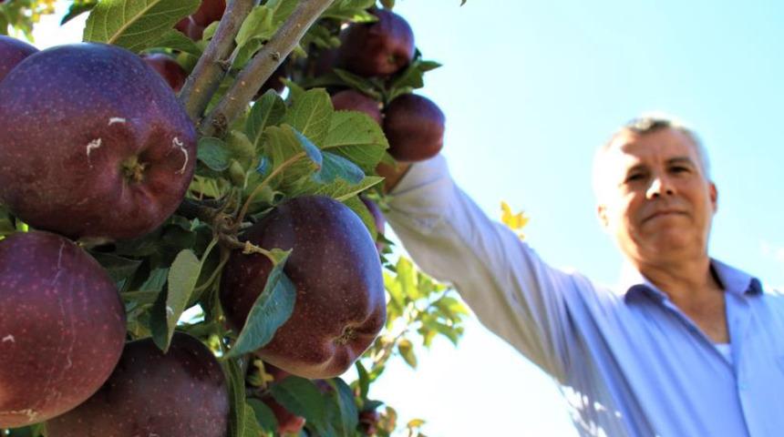 Burada olmaz dediler, şimdi her ağaçtan 100 kilo ürün alıyor: Sök bu fidanları diyenleri davet ediyorum