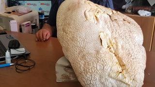 Yaylada gezerken 'dev' mantar buldu: Ağırlığı 20 kilogramın üstünde