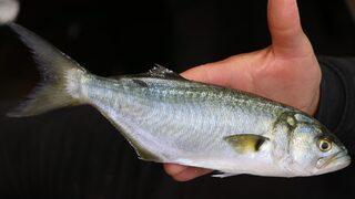 Lüfer bolluğu tezgahları şenlendirdi