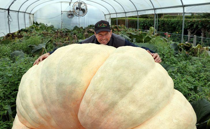 Belçika'nın "bal kabağı kasabası"ndaki dev kabak battaniye altında dünya rekorunu bekliyor G1