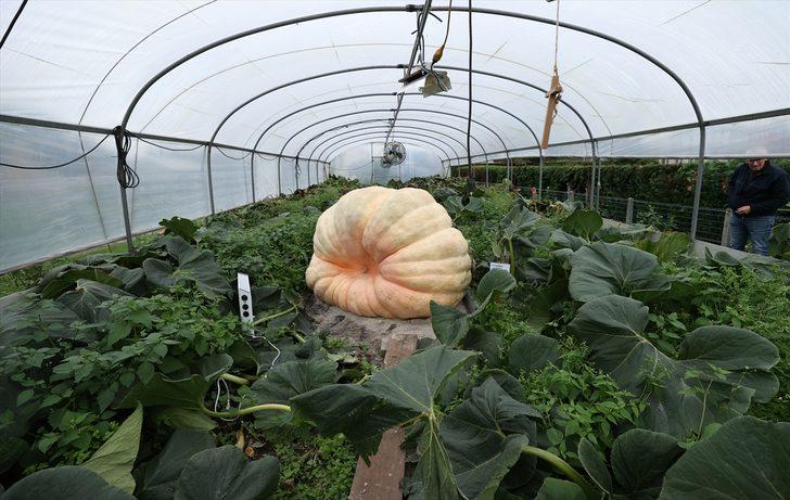 Belçika'nın "bal kabağı kasabası"ndaki dev kabak battaniye altında dünya rekorunu bekliyor G2