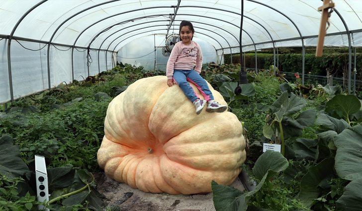 Belçika'nın "bal kabağı kasabası"ndaki dev kabak battaniye altında dünya rekorunu bekliyor G3