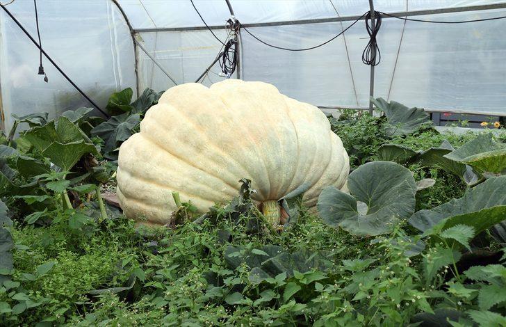 Belçika'nın "bal kabağı kasabası"ndaki dev kabak battaniye altında dünya rekorunu bekliyor G4