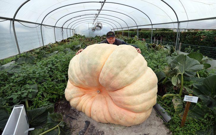 Belçika'nın "bal kabağı kasabası"ndaki dev kabak battaniye altında dünya rekorunu bekliyor G5