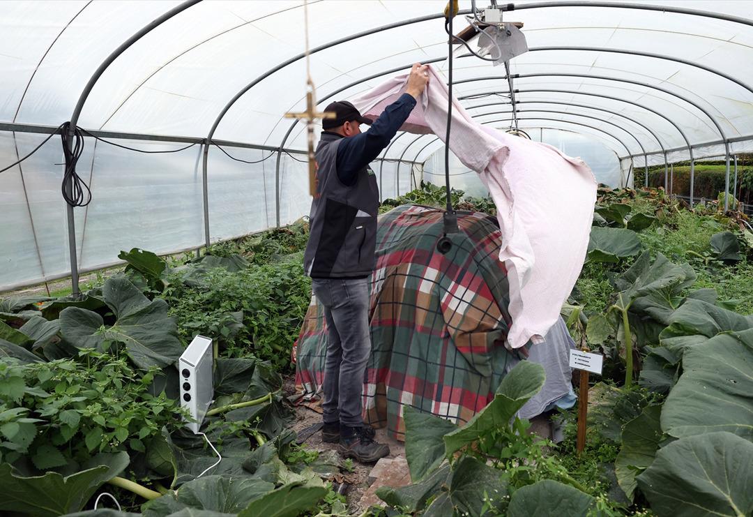 Bel&ccedil;ika'nın "bal kabağı kasabası"ndaki dev kabak battaniye altında d&uuml;nya rekorunu bekliyor