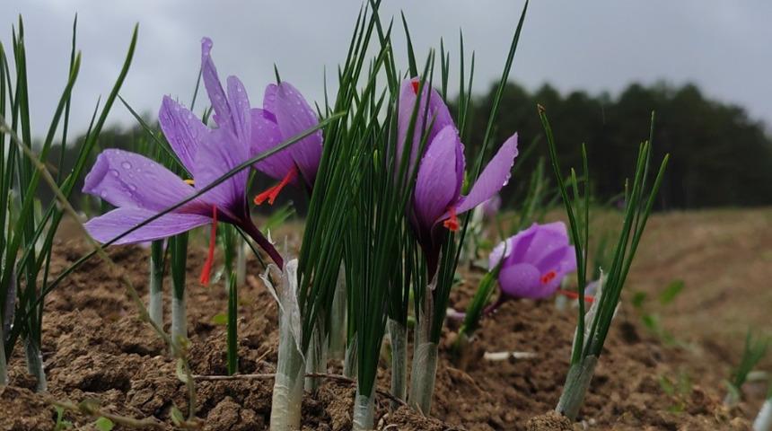 Karabük'te üretiliyor, müşterisi Kuveyt ve Katar'dan geliyor! Kilosu 60 bin TL