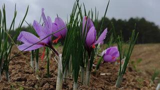 Karabük'te üretiliyor, müşterisi Kuveyt ve Katar'dan geliyor! Kilosu 60 bin TL