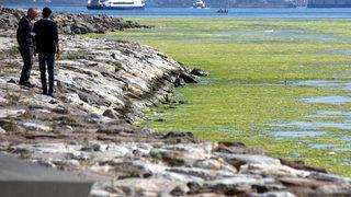 İzmir sahilinde tedirgin eden görüntü! Denizi istila ettiler