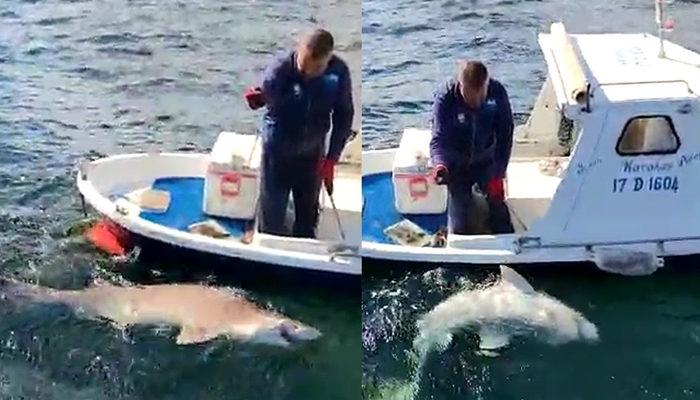 Amatör balıkçı 2,5 metre boyunda köpek balığı yakaladı