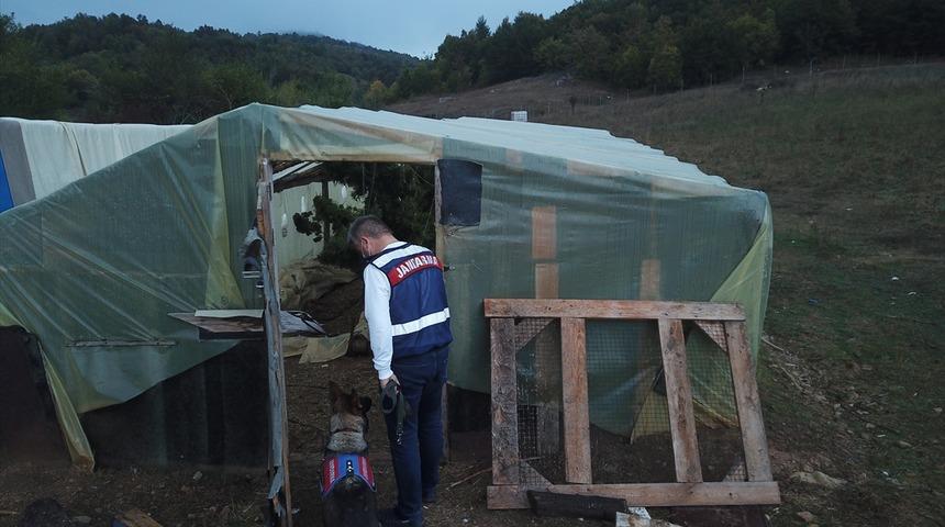 Kırklareli'nde serada Hint keneviri yetiştiren 2 kişi yakalandı