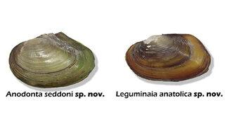 İki yeni midye türü keşfedildi! Türkiye’de yetişen midye türü 6’ya yükseldi