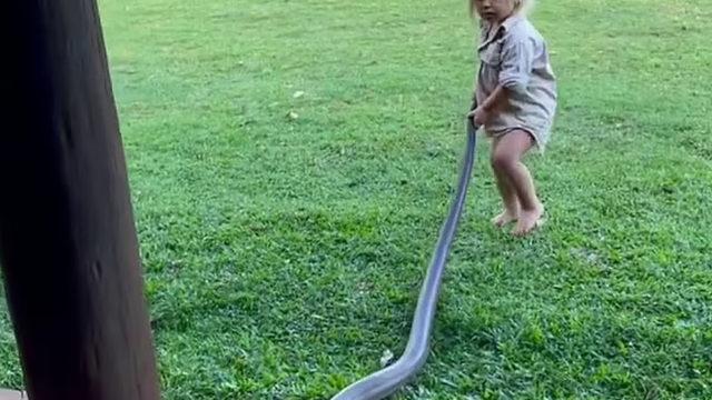 İki yaşındaki çocuğun yılan sevgisi tüyler ürpertti! Dev yılanı böyle sürükledi