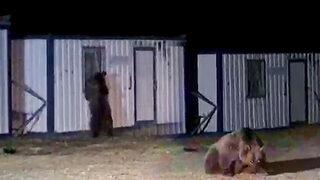 Kars'ta yemek arayan ayılar cep telefonu kamerasıyla böyle görüntülendi