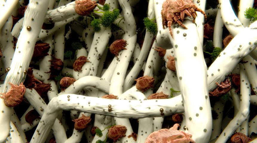 Uyuz böceği uyarısı: Deriyi istila ediyor! Bu belirtilere dikkat