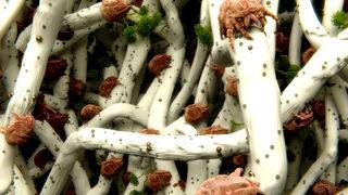 Uyuz böceği uyarısı: Deriyi istila ediyor! Bu belirtilere dikkat