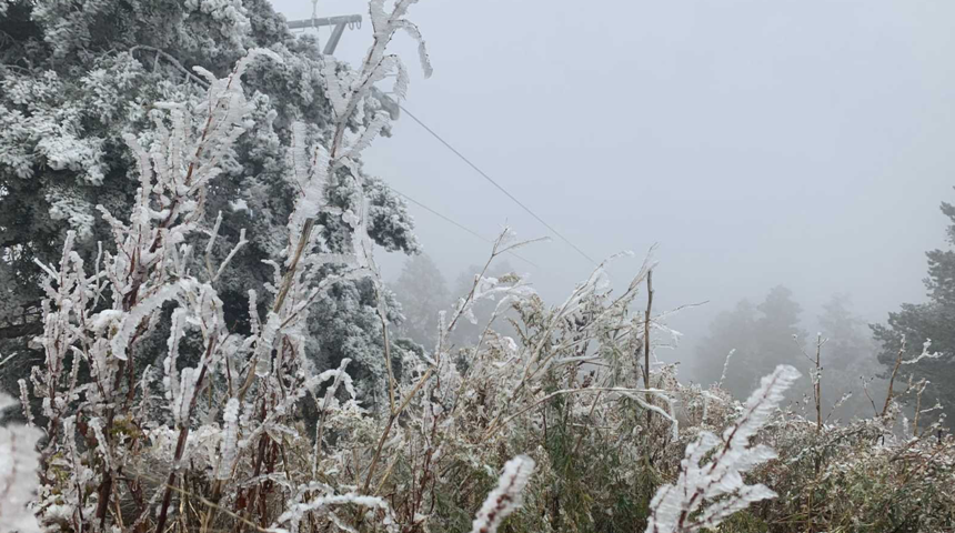 Dünyada sadece iki bölgede bulunuyor! Kristal kar ağaçları beyaza büründü