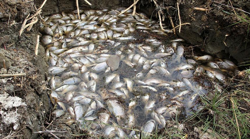 Korkutan felaket! Göl ölü balıklarla doldu