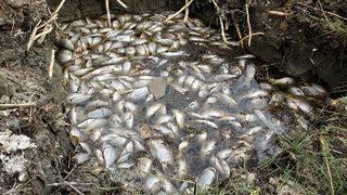 Korkutan felaket! Göl ölü balıklarla doldu