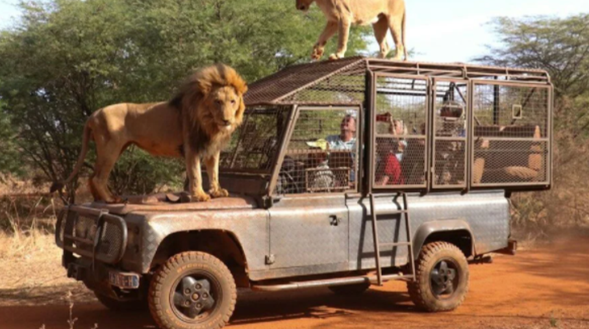 Senegal’deki doğal yaşam parkının ziyaretçileri aslanları yakından görebilmek için kafese giriyor